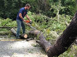 Tree and Shrub Care in Nevada, IA